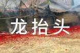 龍抬頭節日的祝福語(yǔ)